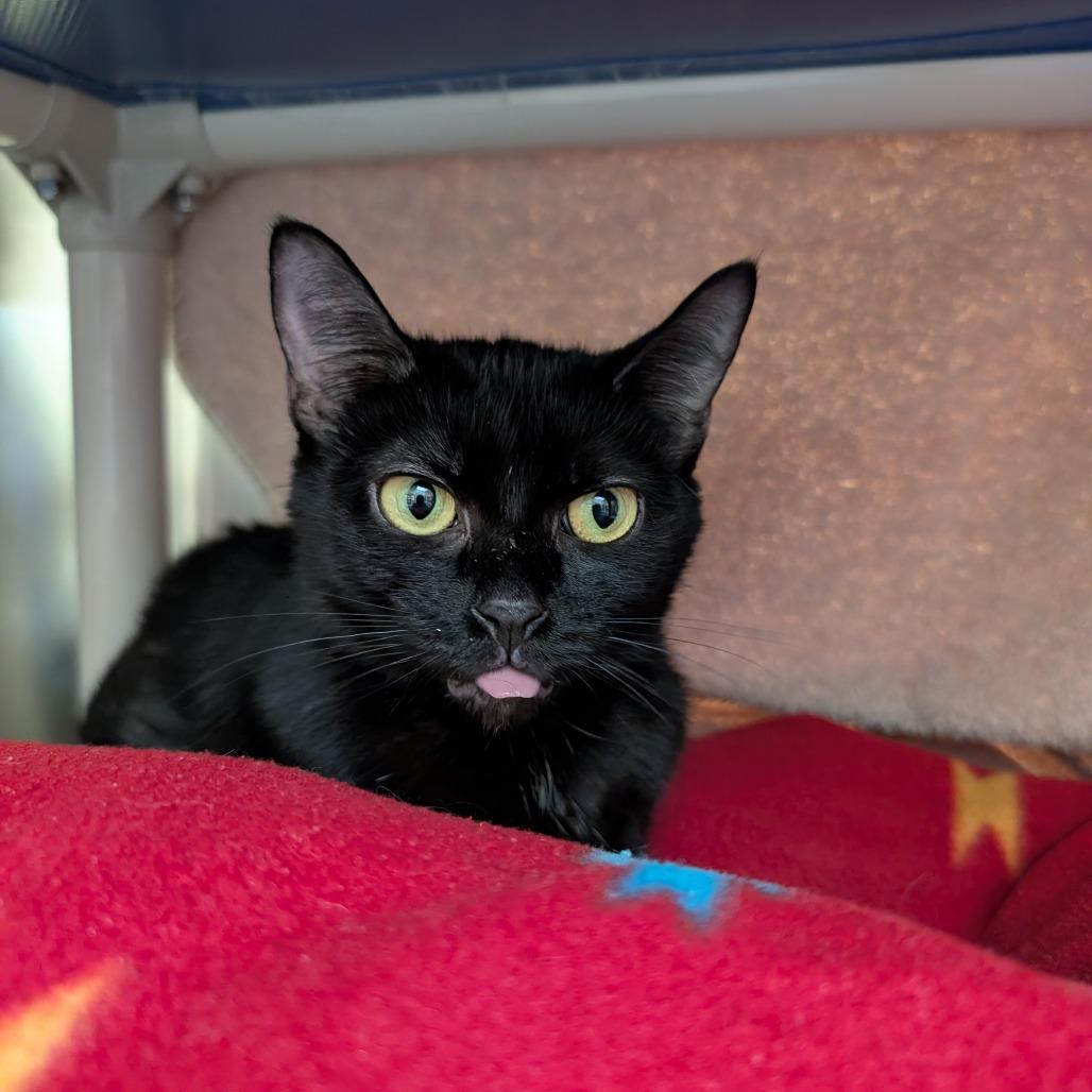 Enlarge Raven, a Adoptable Domestic Short Hair in York, PA image 1/6