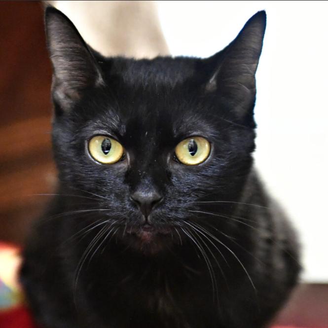 Enlarge Raven, a Adoptable Domestic Short Hair in York, PA image 3/6