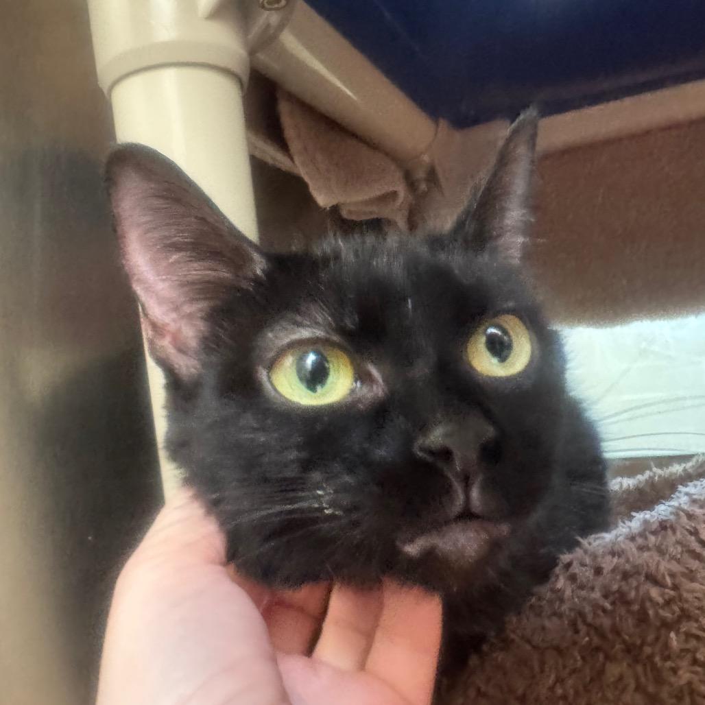 Enlarge Raven, a Adoptable Domestic Short Hair in York, PA image 4/6