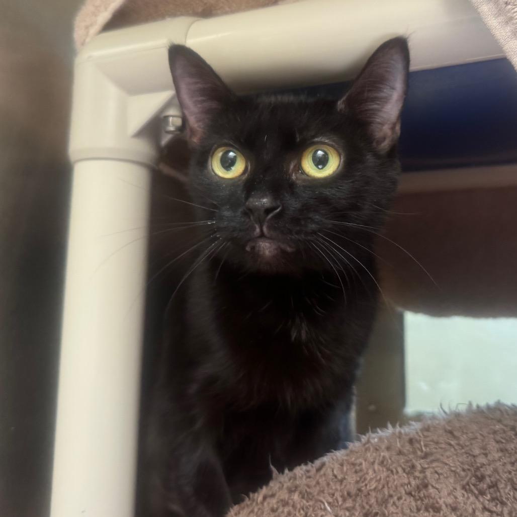 Enlarge Raven, a Adoptable Domestic Short Hair in York, PA image 5/6