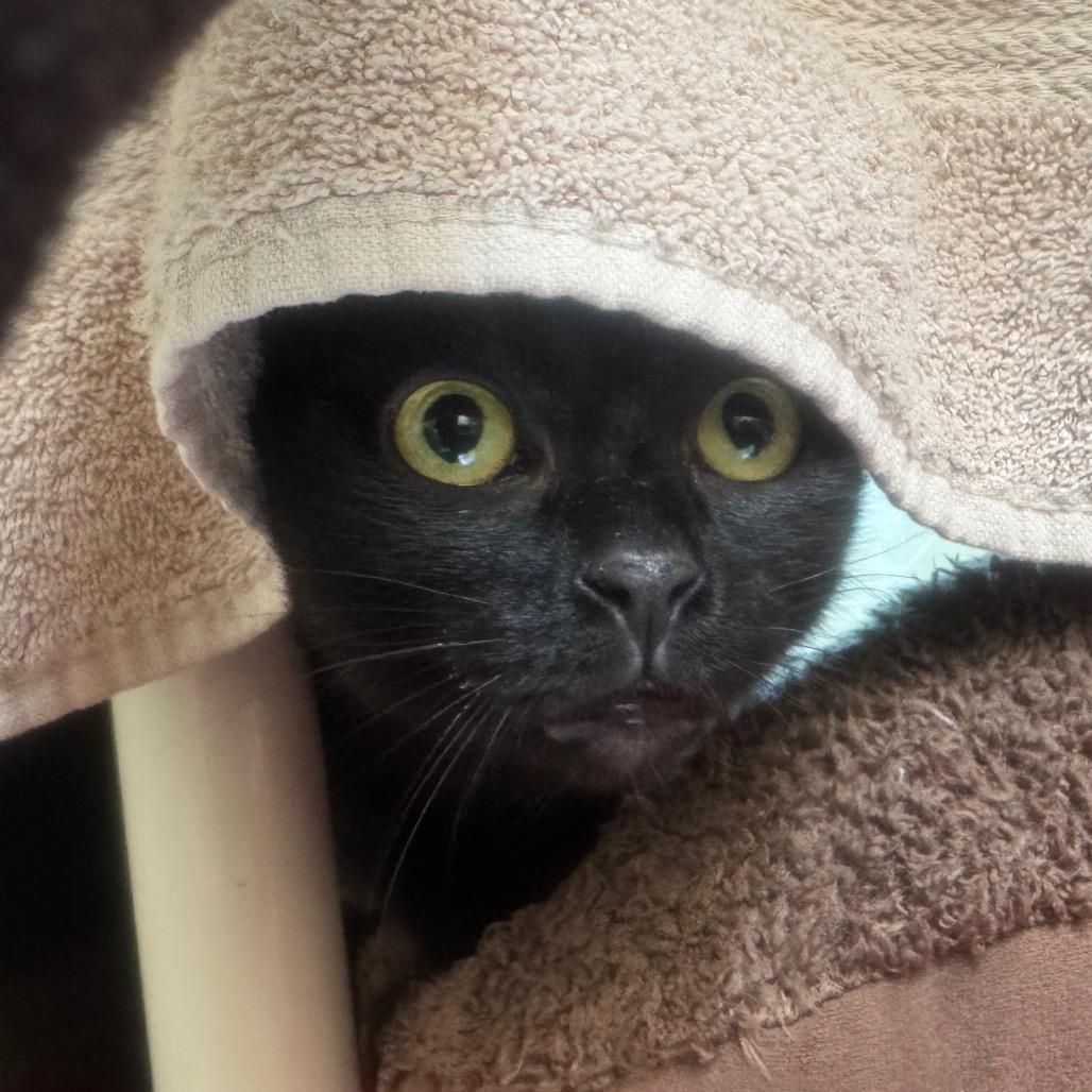 Enlarge Raven, a Adoptable Domestic Short Hair in York, PA image 6/6