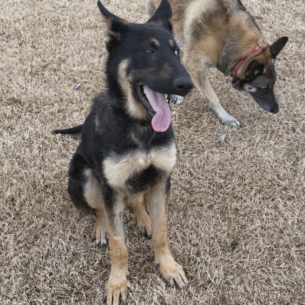 Bear 3, Adoptable, Young Male German Shepherd Dog.