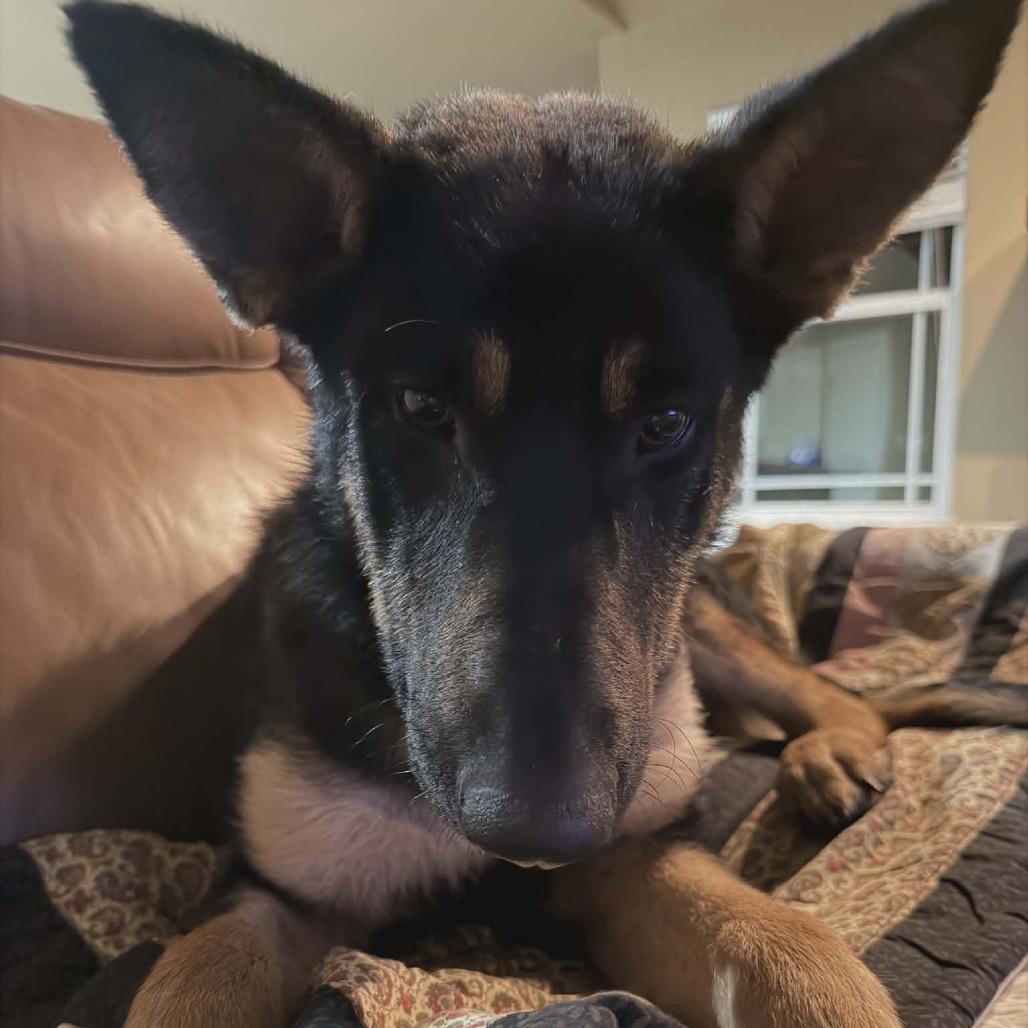 Enlarge Bear 3, a Adoptable German Shepherd Dog in Tulsa, OK image 2/6