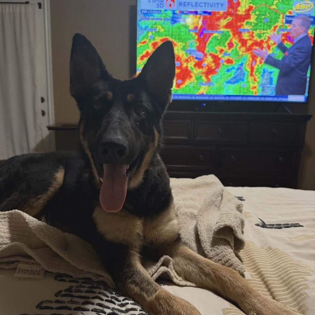 Enlarge Bear 3, a Adoptable German Shepherd Dog in Tulsa, OK image 3/6