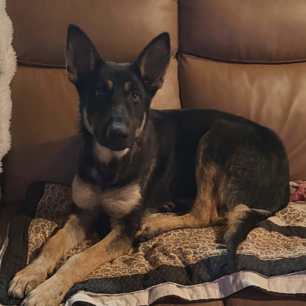 Enlarge Bear 3, a Adoptable German Shepherd Dog in Tulsa, OK image 4/6