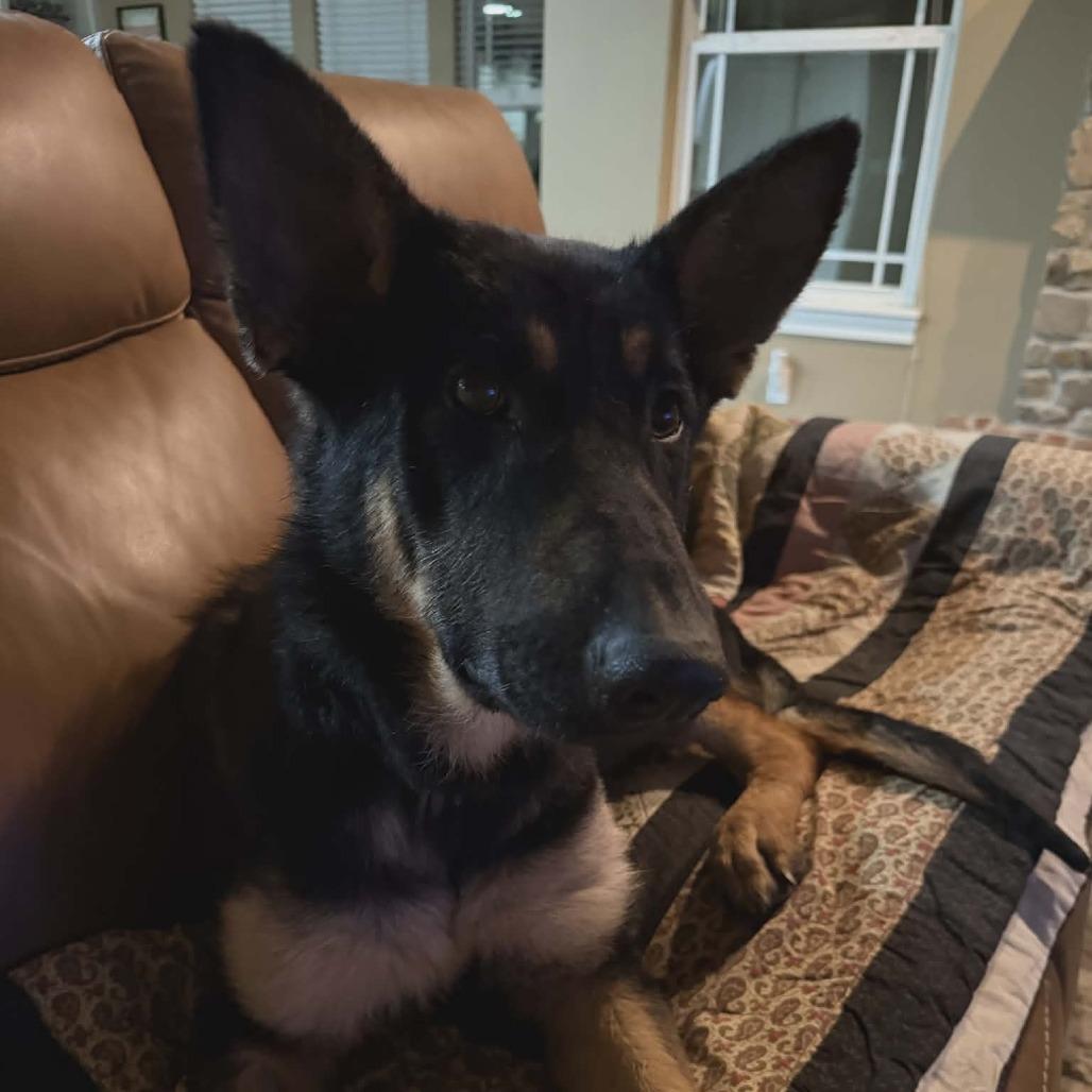 Enlarge Bear 3, a Adoptable German Shepherd Dog in Tulsa, OK image 5/6