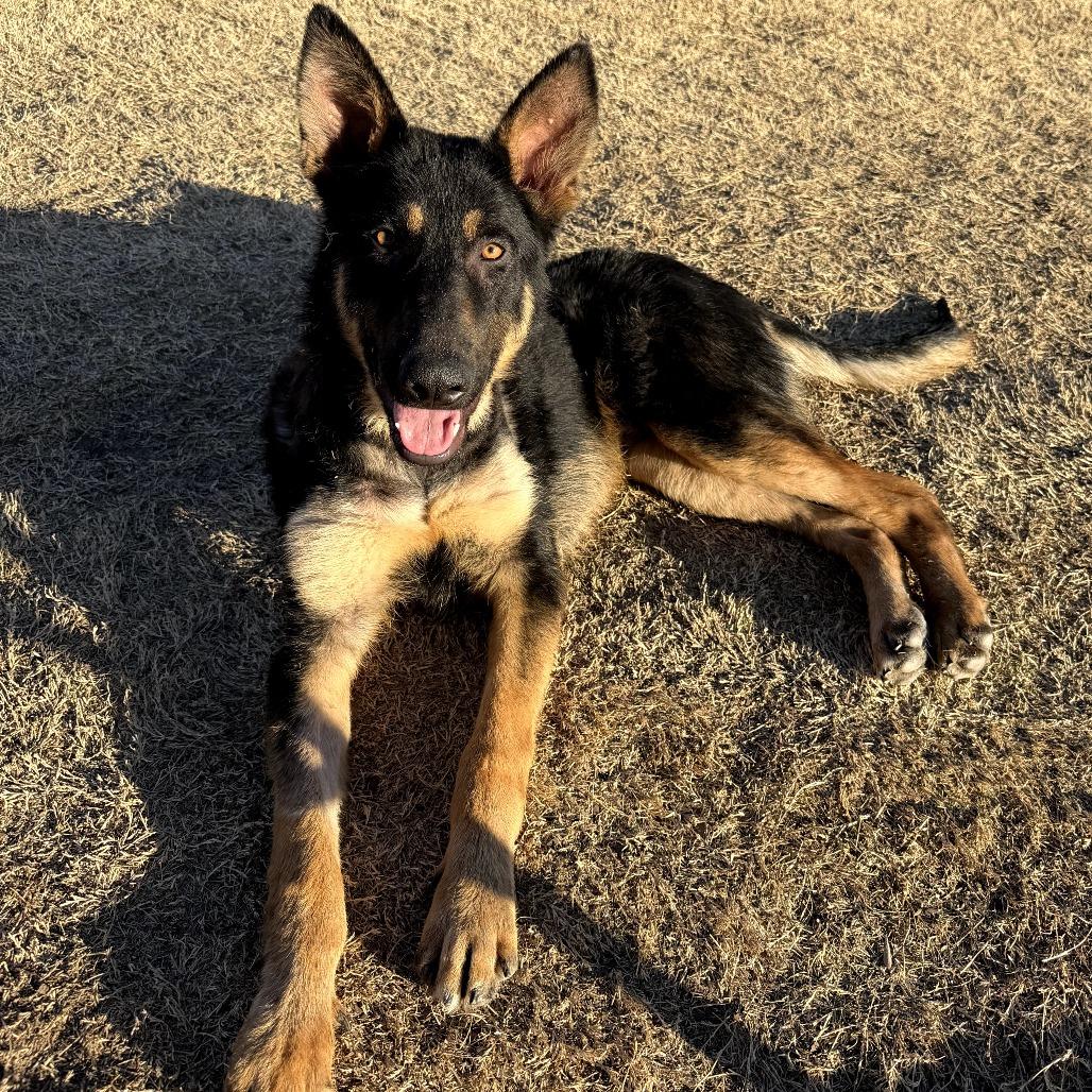 Enlarge Bear 3, a Adoptable German Shepherd Dog in Tulsa, OK image 6/6