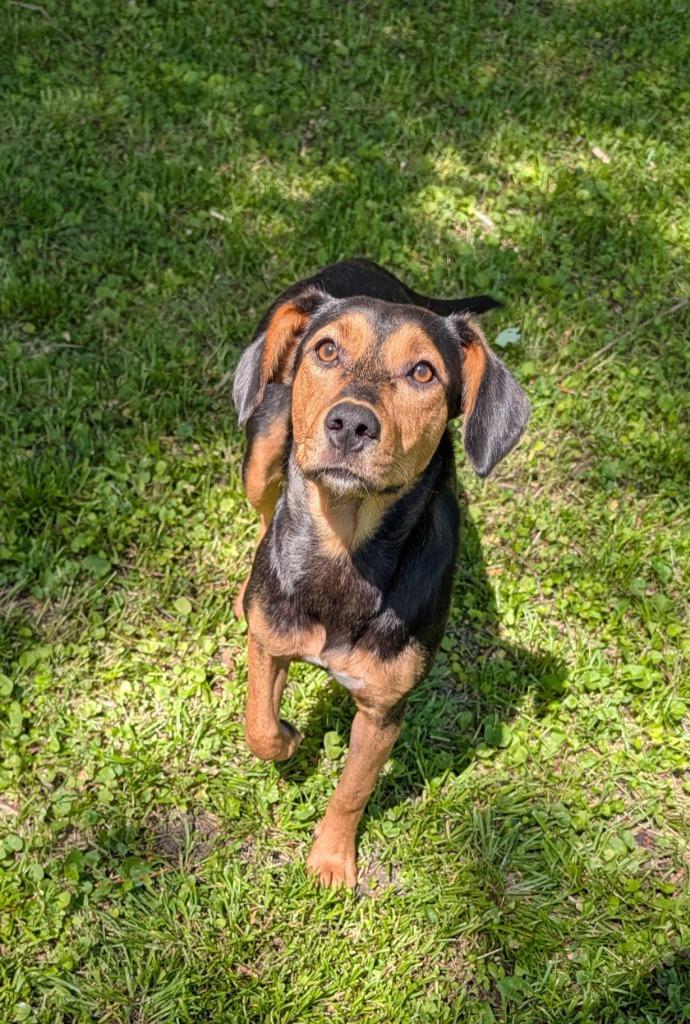 Juniper 2, Adoptable, Puppy Female Terrier & Hound.