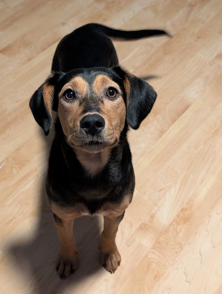 Juniper 2, a Adoptable mixed breed in Indianola, IA image 3/3