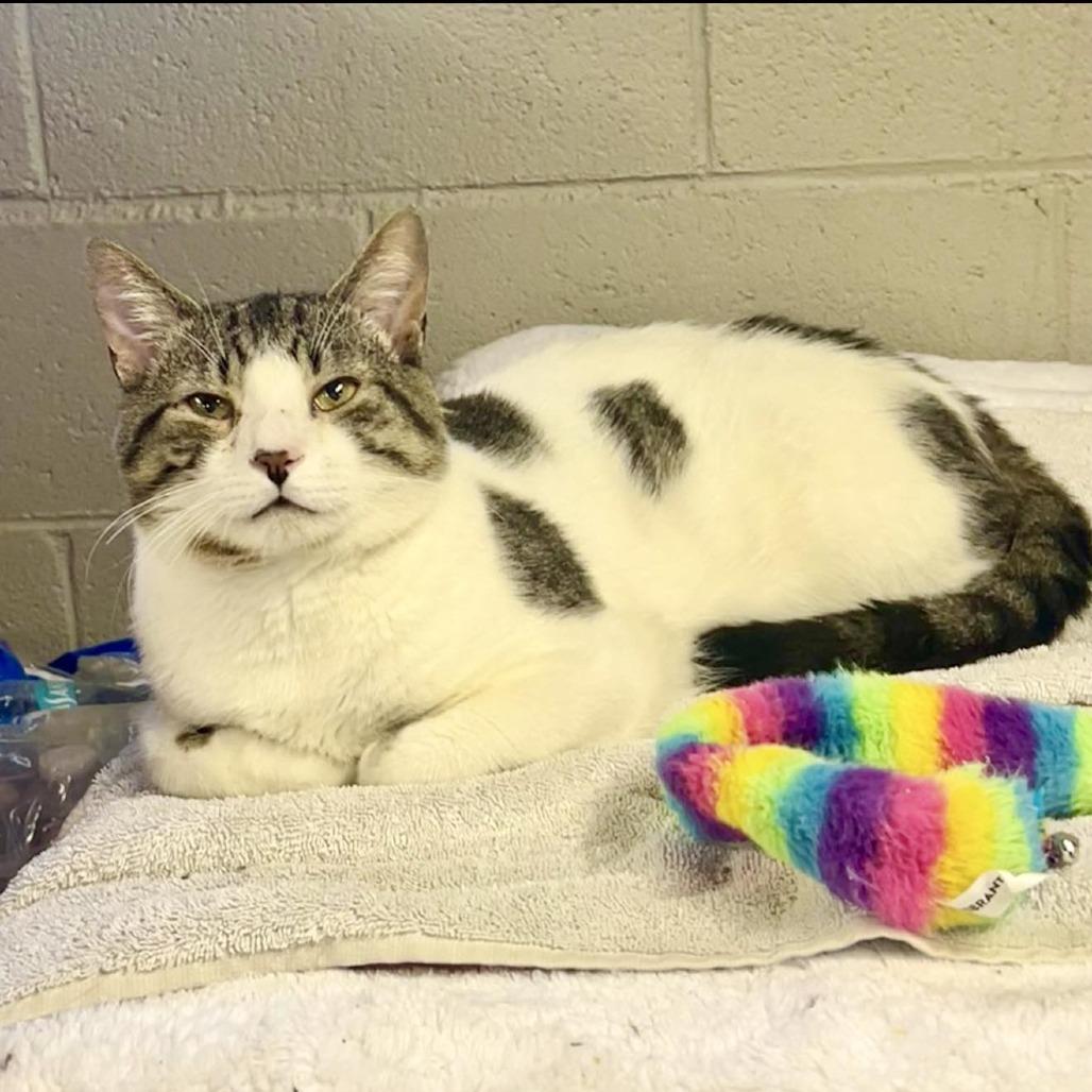 Bronco, Adoptable, Adult Male Domestic Short Hair & Domestic Short Hair.