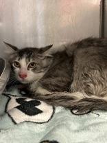 Slipknot, ADOPTABLE, Adult Male Domestic Short Hair.