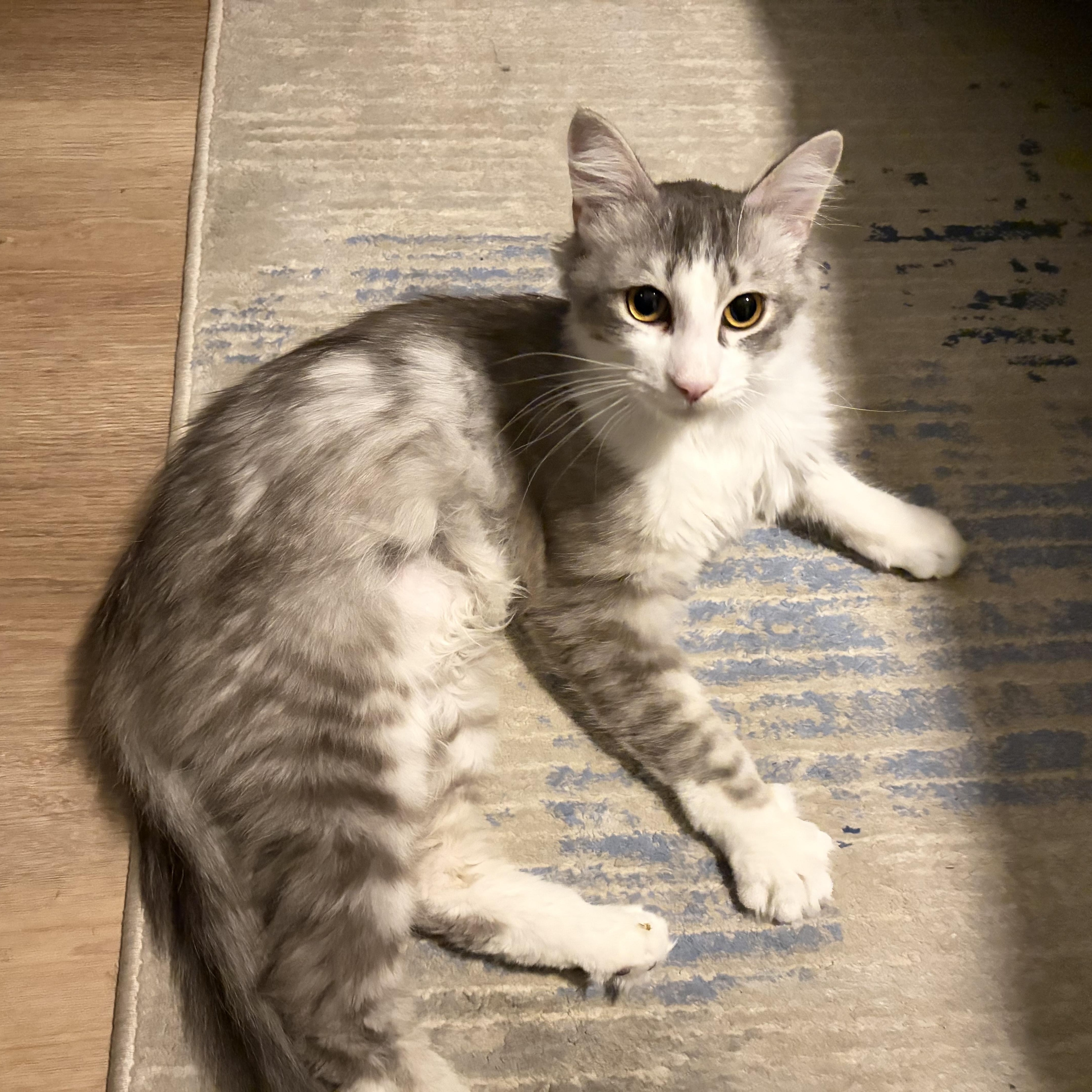 Slipknot, ADOPTABLE, Adult Male Domestic Short Hair.