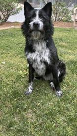 Pedro, an adopted mixed breed in Cashiers, NC image 2/3