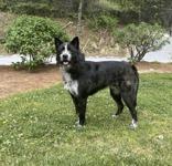Pedro, adopted, Young Male Terrier.