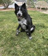 Pedro, an adopted mixed breed in Cashiers, NC image 3/3