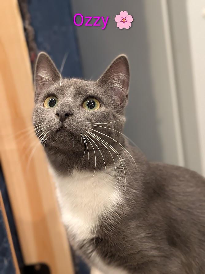 Ozzie 💮, Adoptable, Young Female Domestic Short Hair.