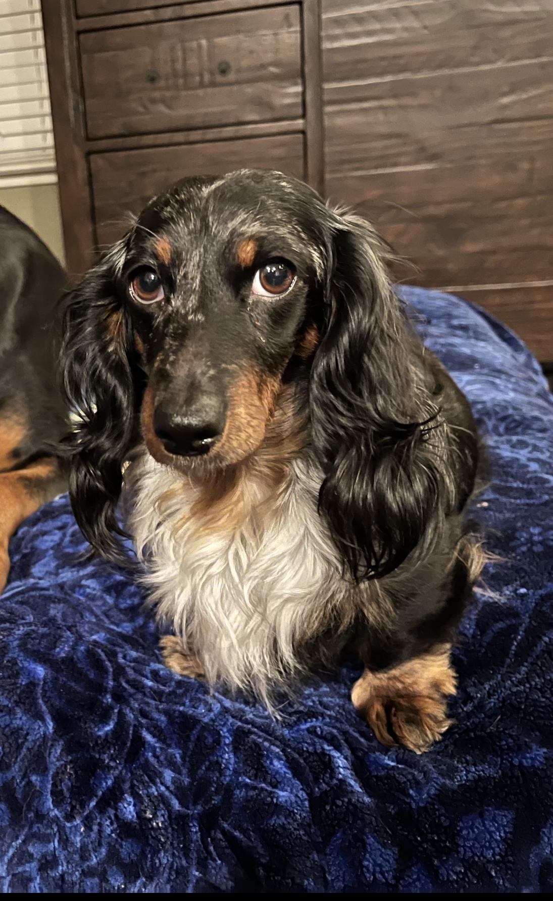 Enlarge Cali, a Adoptable Dachshund (Long Haired) in Reno, NV image 1/6