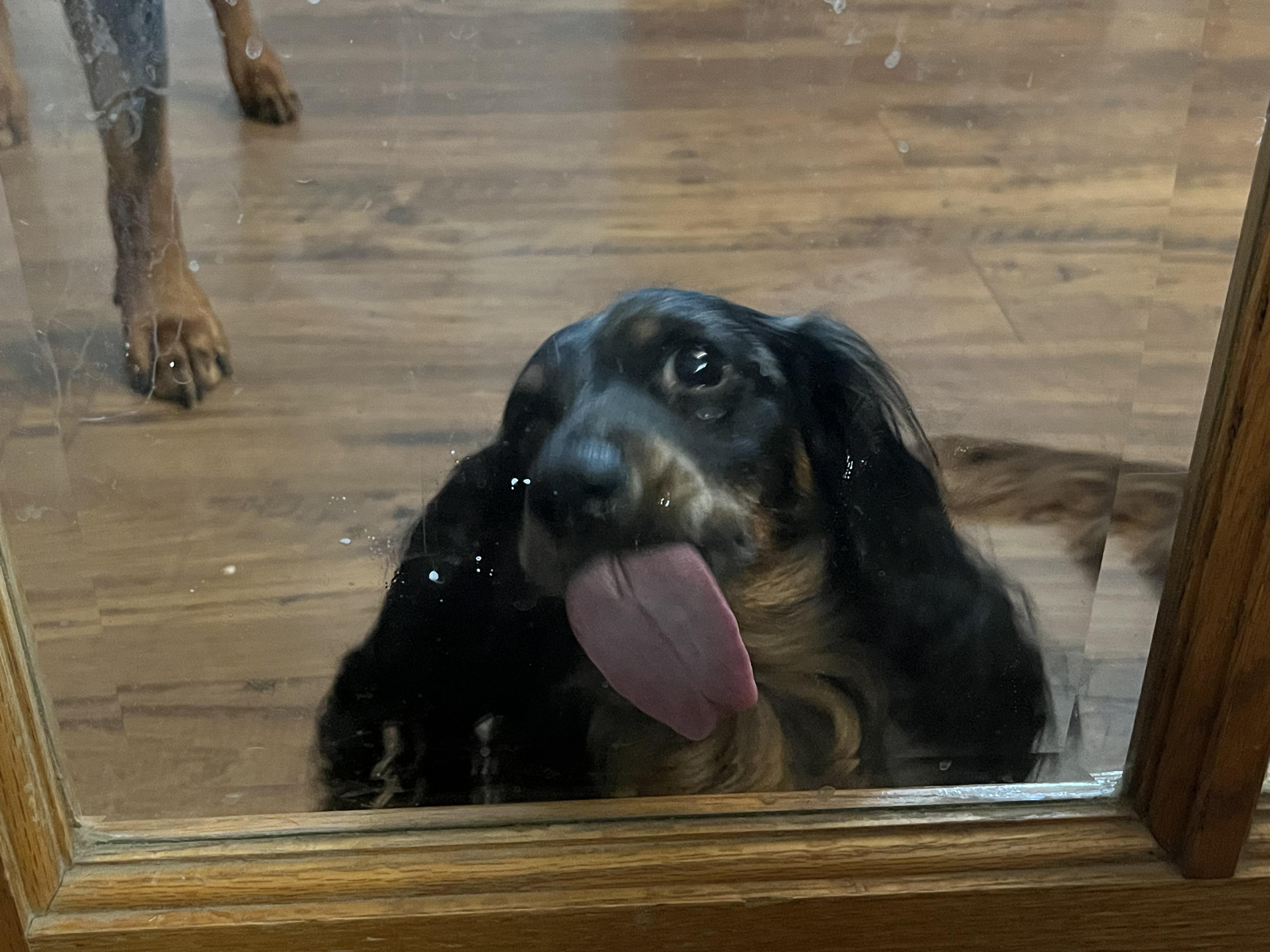 Enlarge Cali, a Adoptable Dachshund (Long Haired) in Reno, NV image 2/6