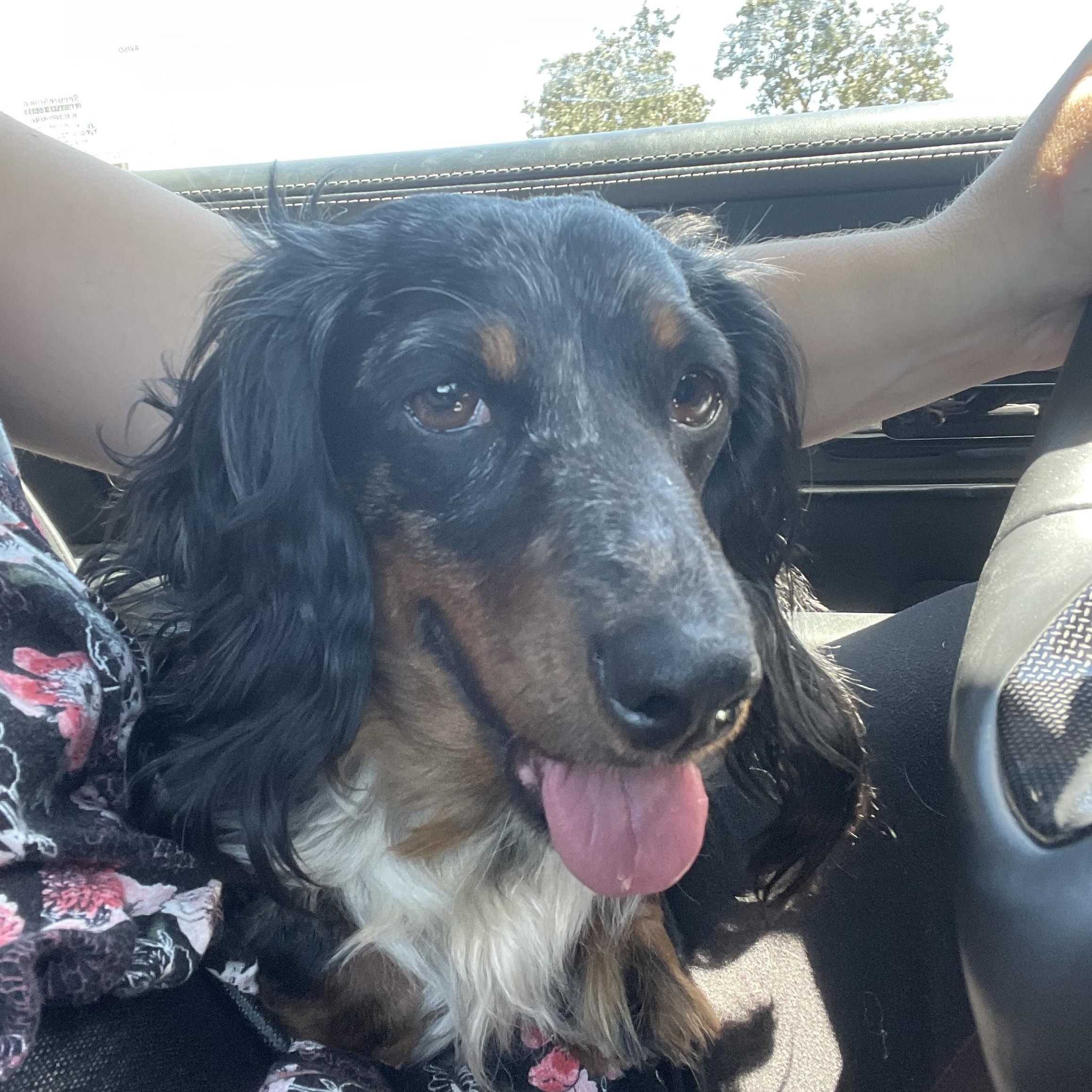 Enlarge Cali, a Adoptable Dachshund (Long Haired) in Reno, NV image 3/6