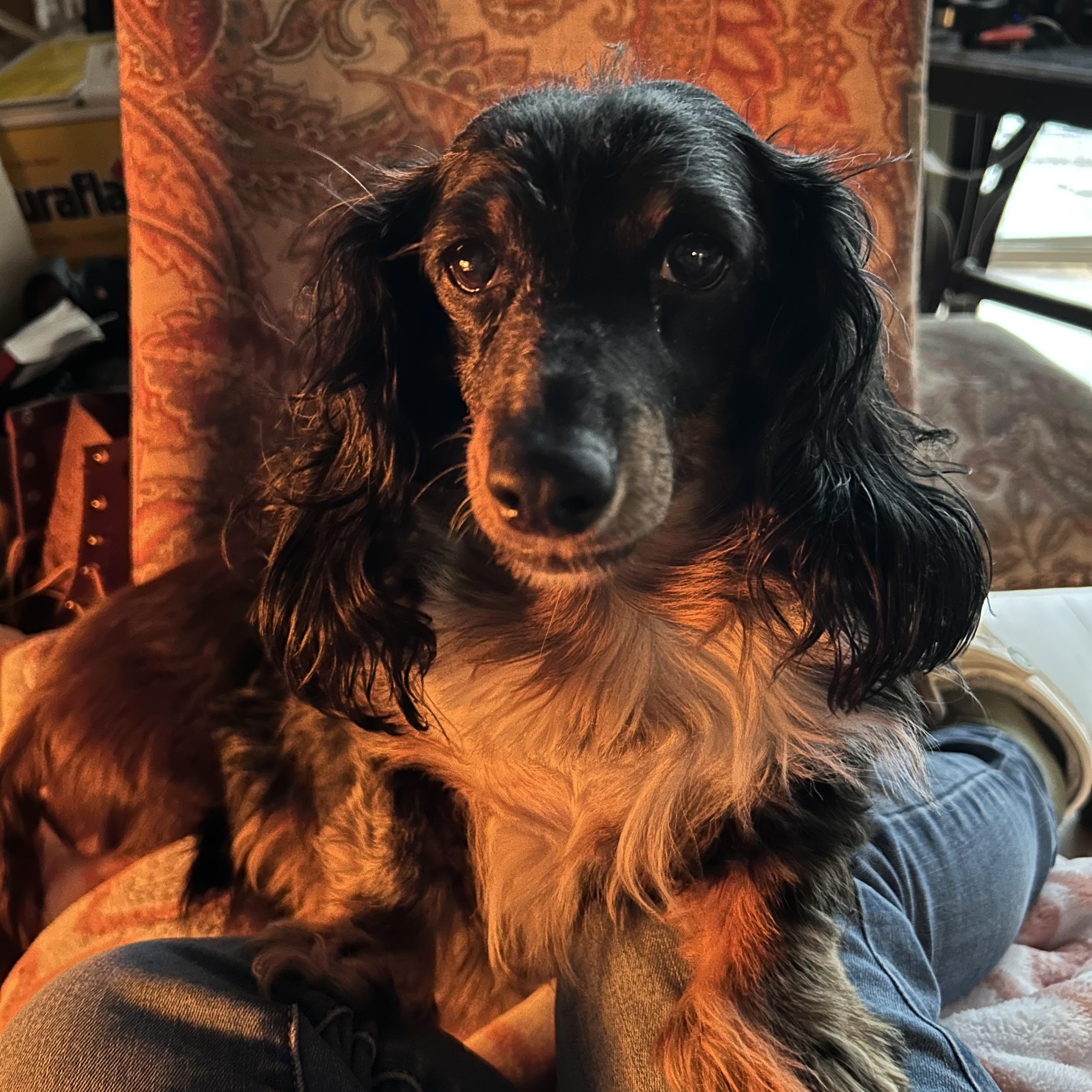 Enlarge Cali, a Adoptable Dachshund (Long Haired) in Reno, NV image 4/6