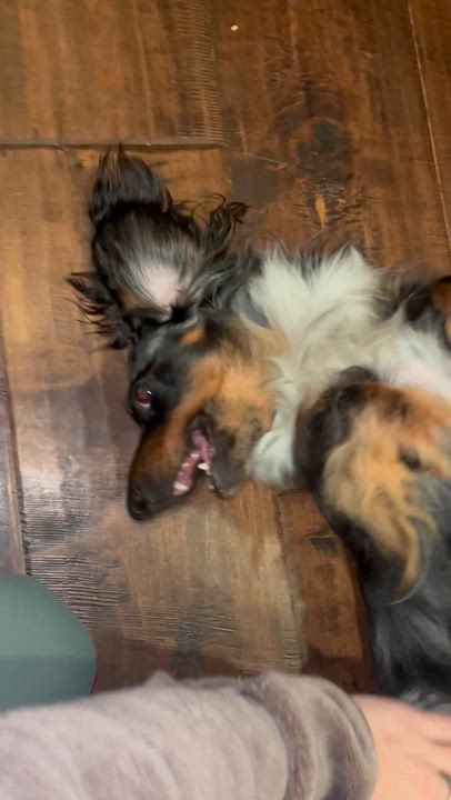 Enlarge Cali, a Adoptable Dachshund (Long Haired) in Reno, NV video 5/6