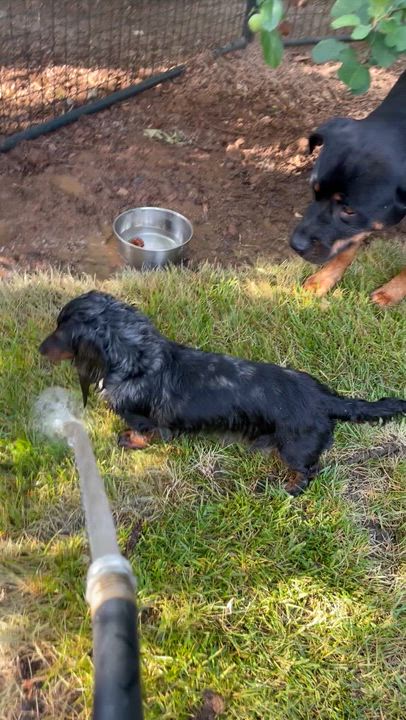 Enlarge Cali, a Adoptable Dachshund (Long Haired) in Reno, NV video 6/6
