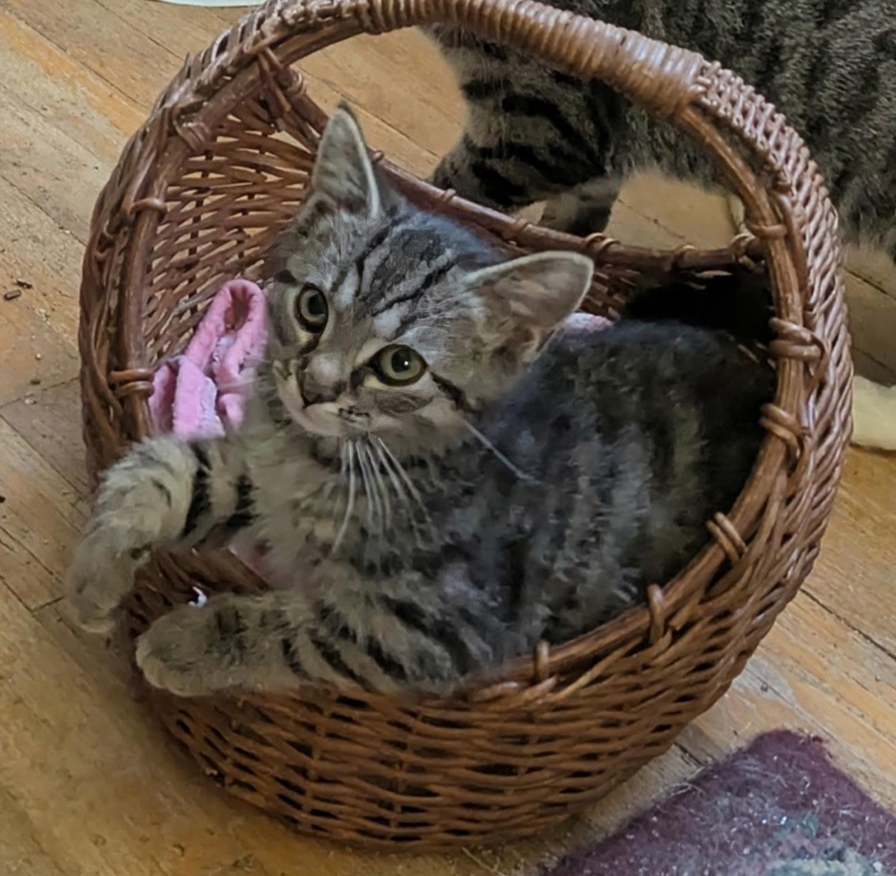 Ash, ADOPTABLE, Kitten Male Domestic Short Hair.