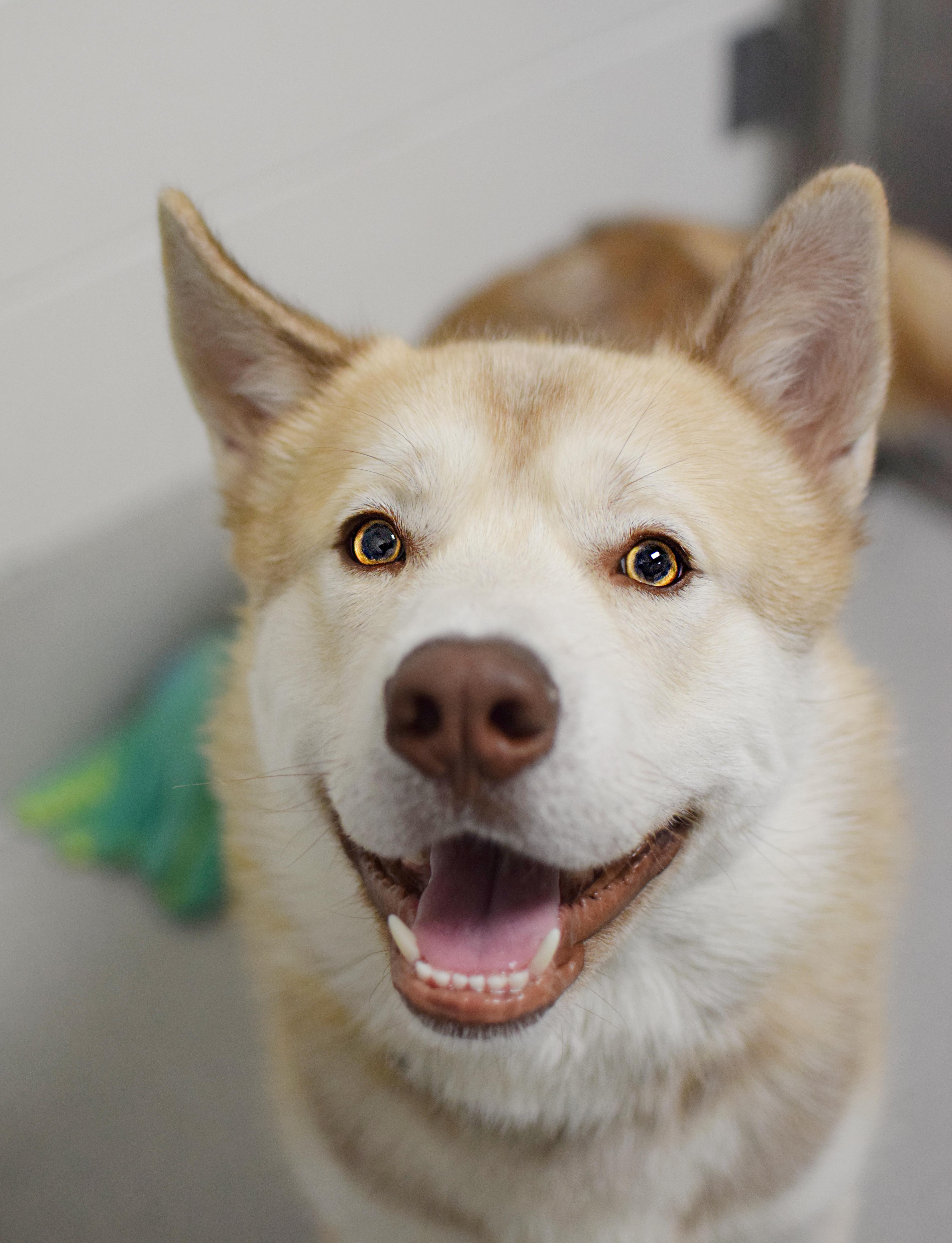 Enlarge Governor, a ADOPTABLE Husky in Pontiac, MI image 1/1