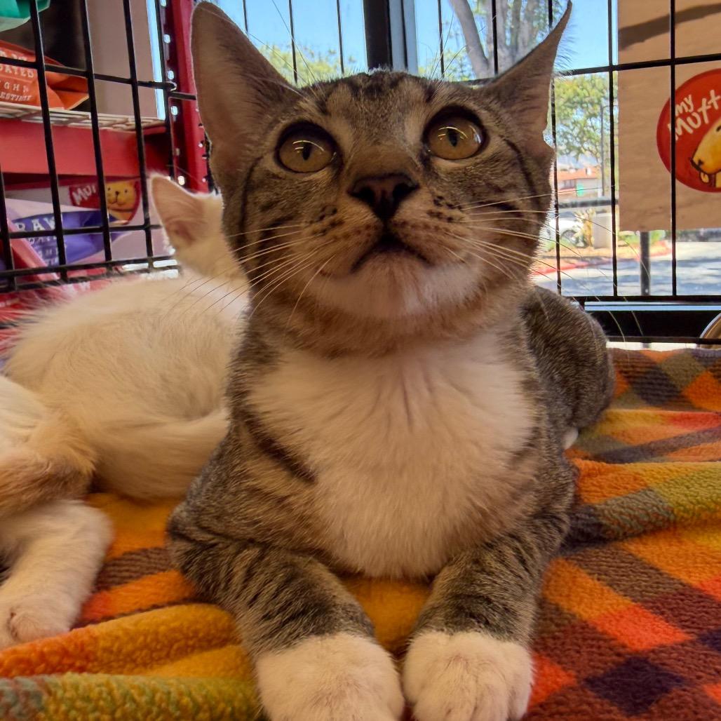 Berry, Adoptable, Kitten Female Domestic Short Hair.