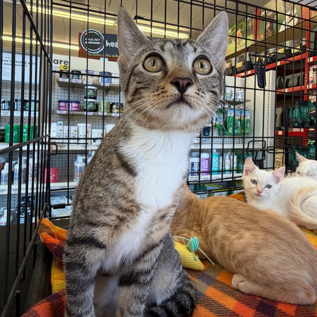 Berry, a Adoptable Domestic Short Hair in Morgan Hill, CA image 3/5