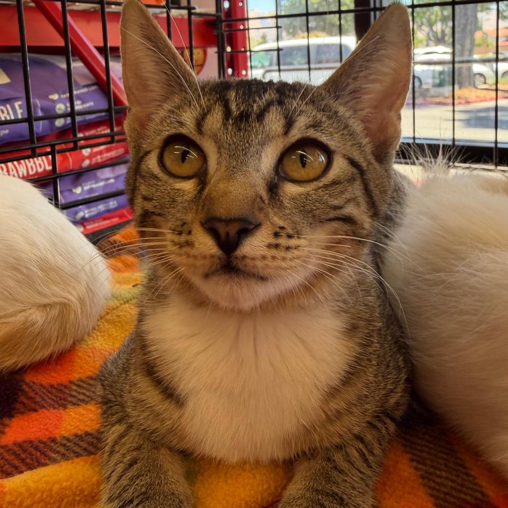Berry, a Adoptable Domestic Short Hair in Morgan Hill, CA image 4/5