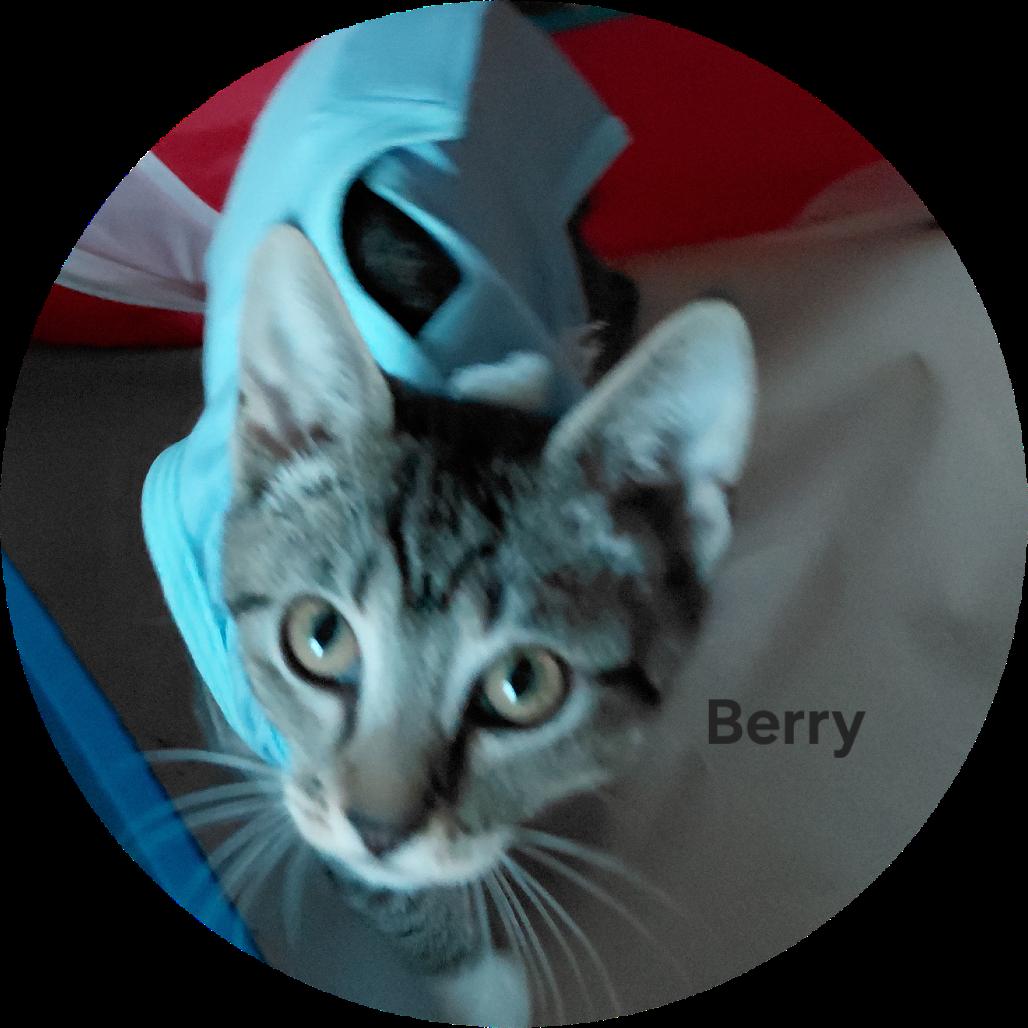 Berry, a Adoptable Domestic Short Hair in Morgan Hill, CA image 5/5