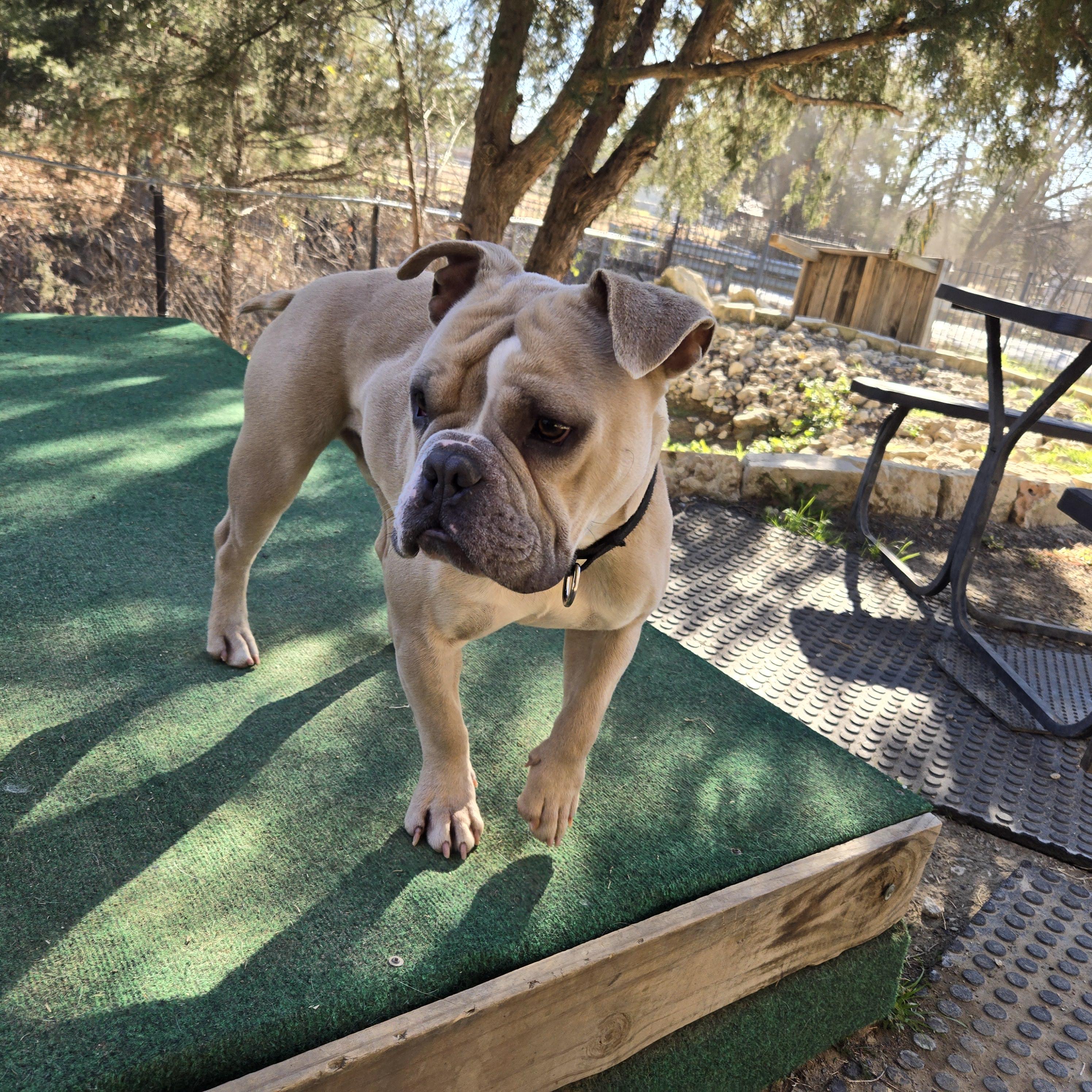 Enlarge Wishbone, a Adoptable Bulldog in Mansfield, TX image 2/2