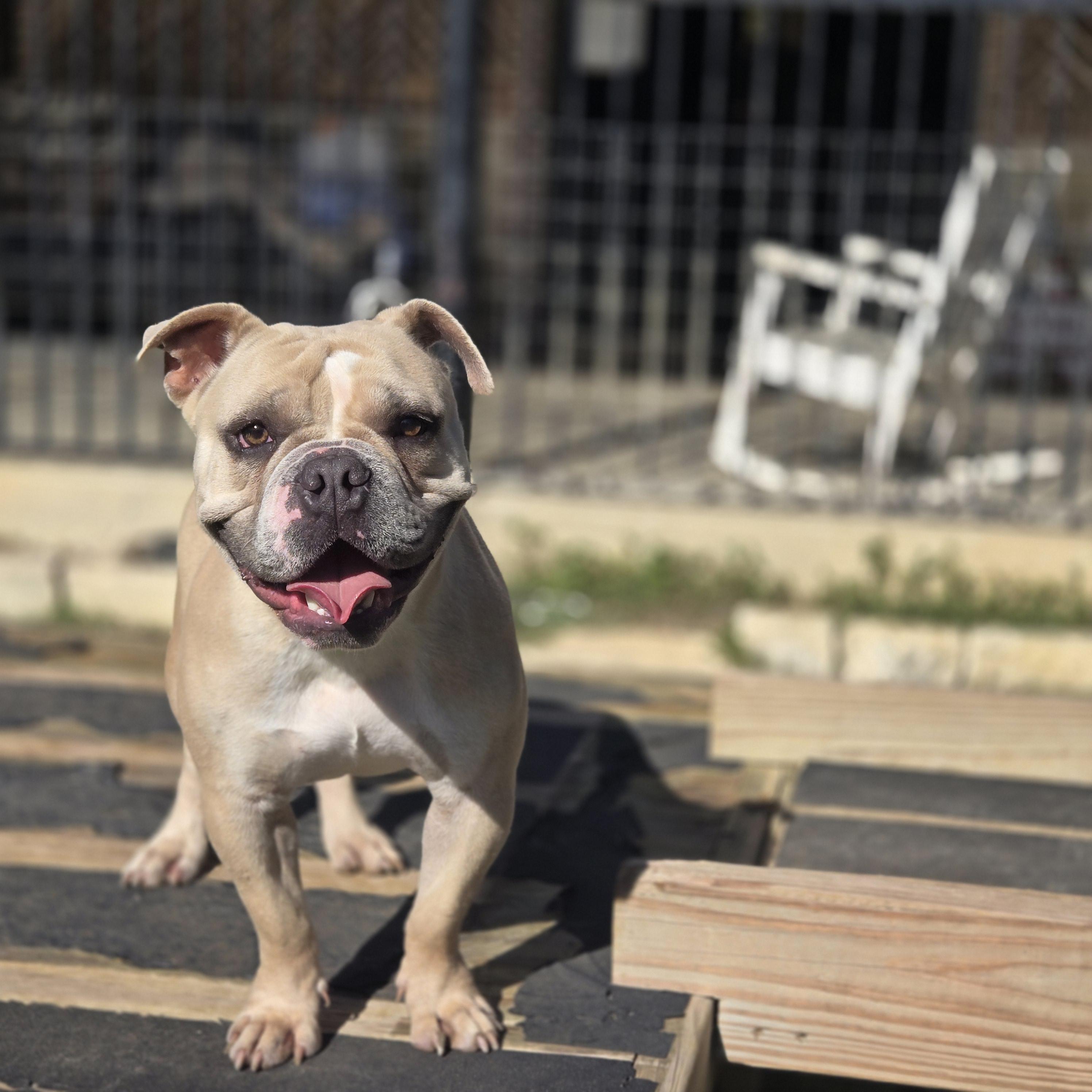Enlarge Wishbone, a Adoptable Bulldog in Mansfield, TX image 1/2