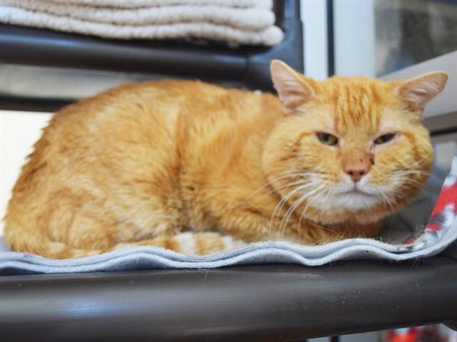 FLYNN, Adoptable, Adult Male Domestic Short Hair.