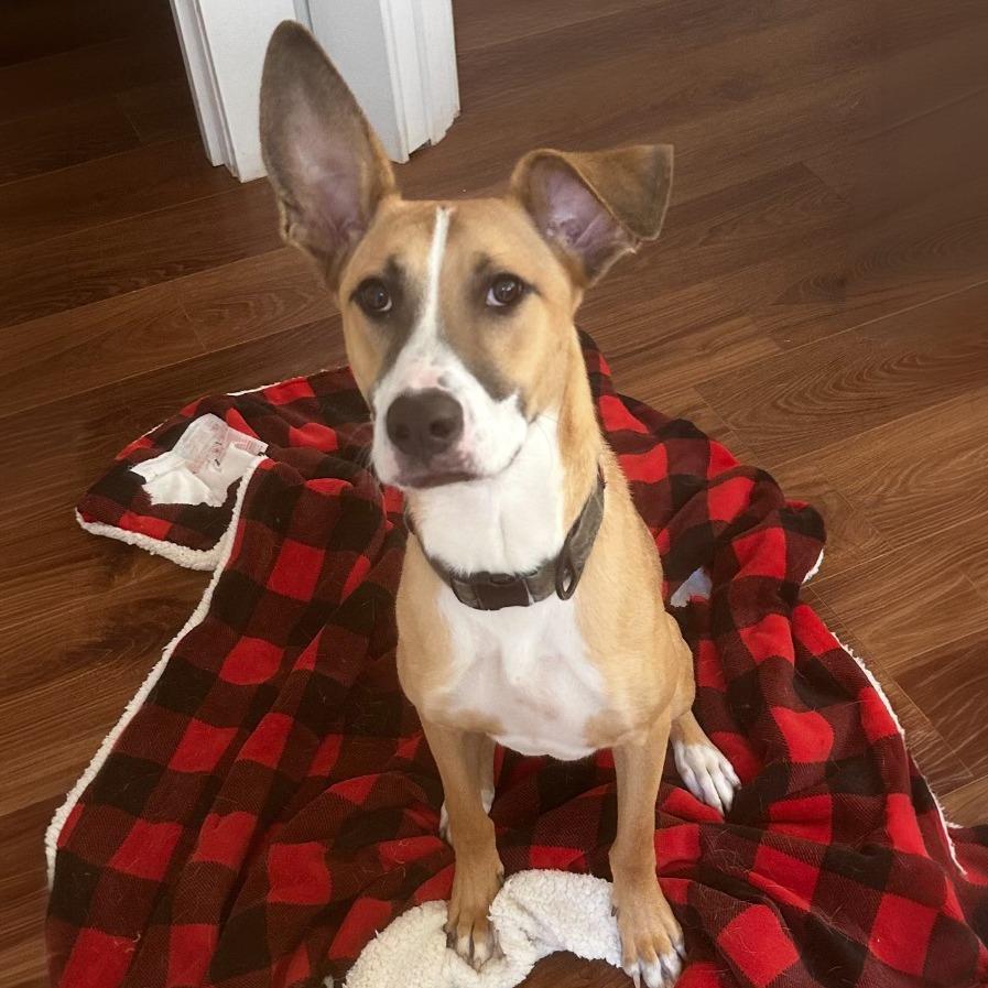 Justice Lee, a Adoptable Mixed Breed in Little Rock, AR image 1/6