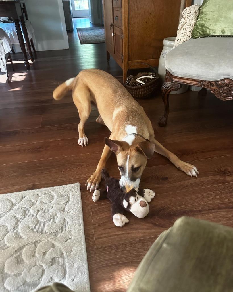 Justice Lee, a Adoptable Mixed Breed in Little Rock, AR image 2/6