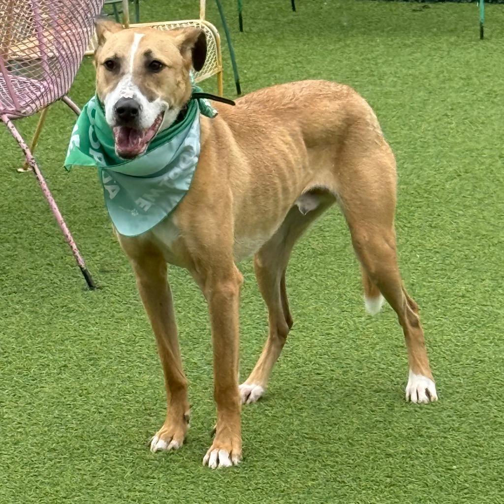 Enlarge Justice Lee, a Adoptable Mixed Breed in Little Rock, AR image 3/6