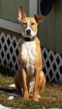 Justice Lee, a Adoptable Mixed Breed in Little Rock, AR image 3/6
