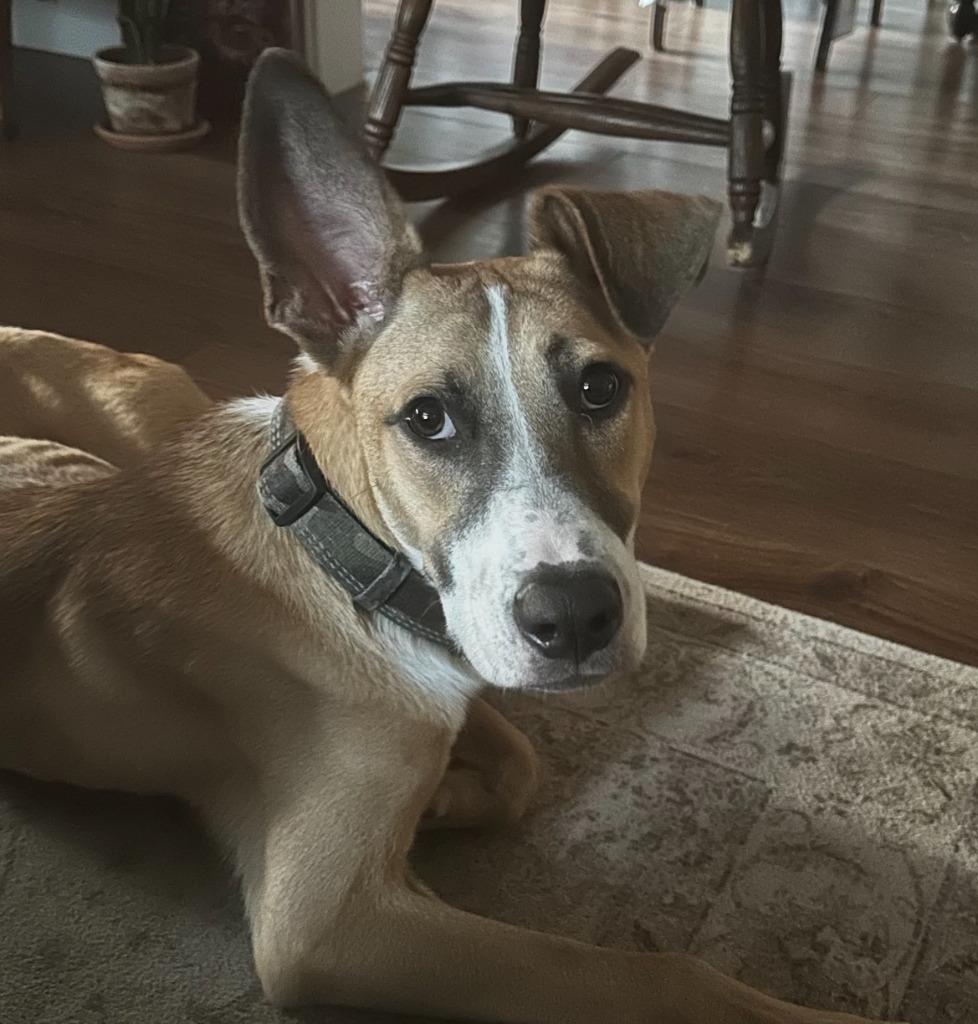 Justice Lee, a Adoptable Mixed Breed in Little Rock, AR image 5/6