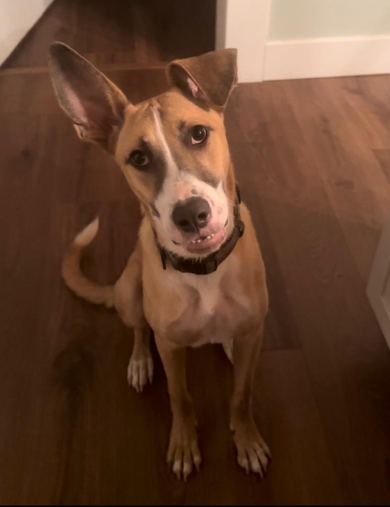Justice Lee, a Adoptable Mixed Breed in Little Rock, AR image 6/6
