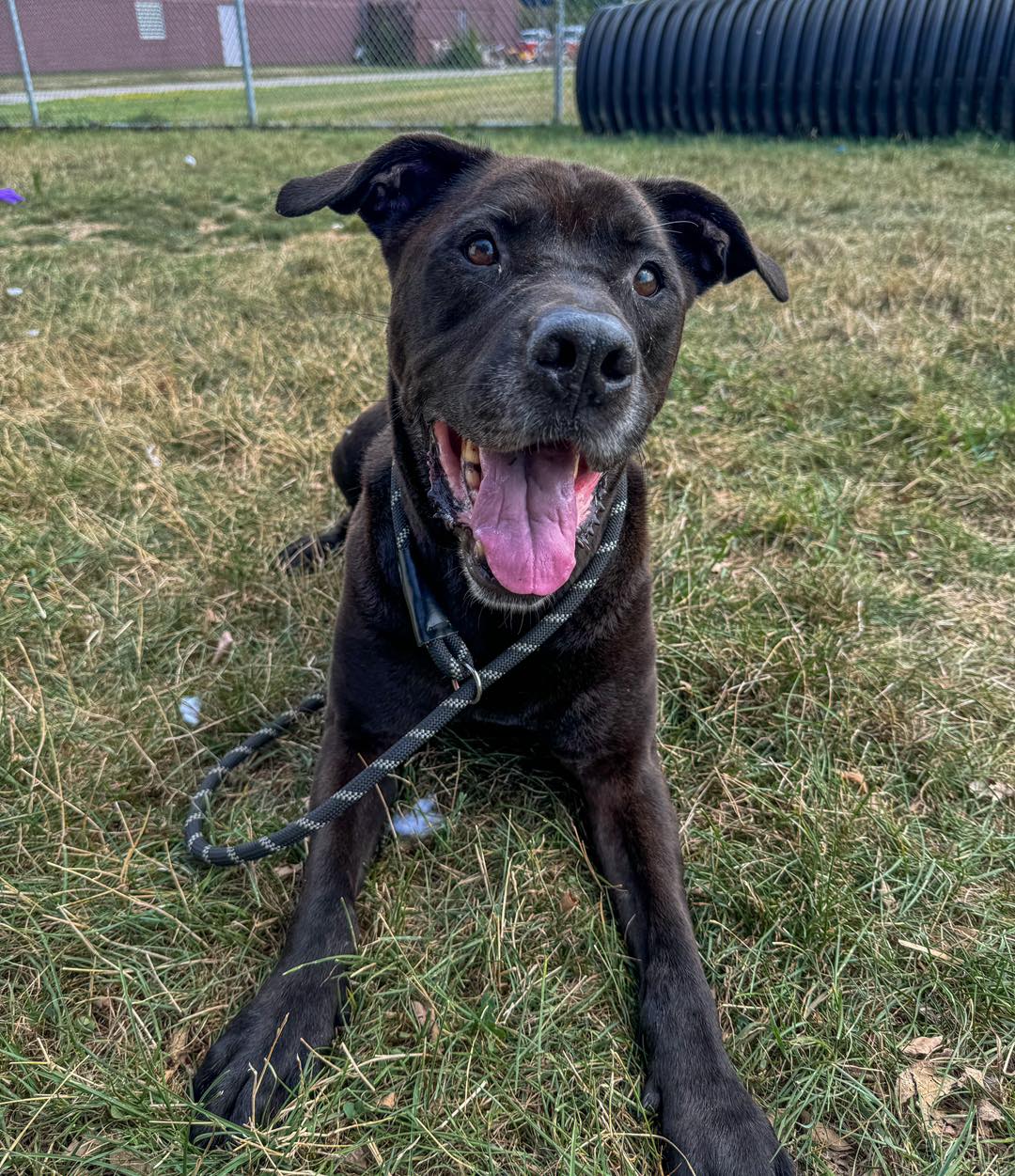 Dog for adoption Naylor, a Black Labrador Retriever in Euclid, OH