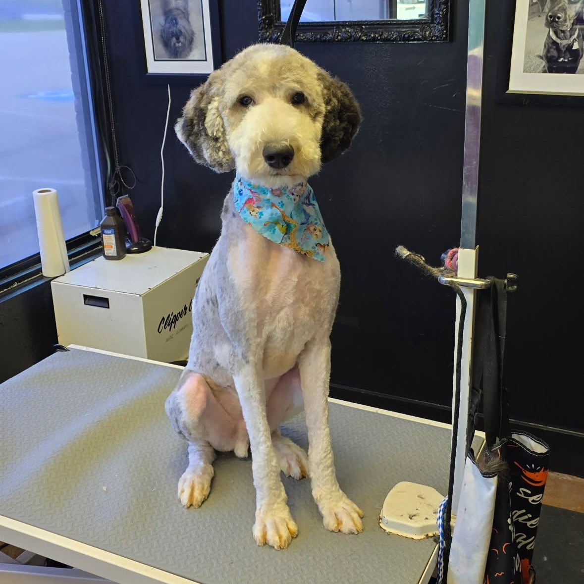 Wally, an adopted Sheepadoodle in Farmington, MO image 4/4