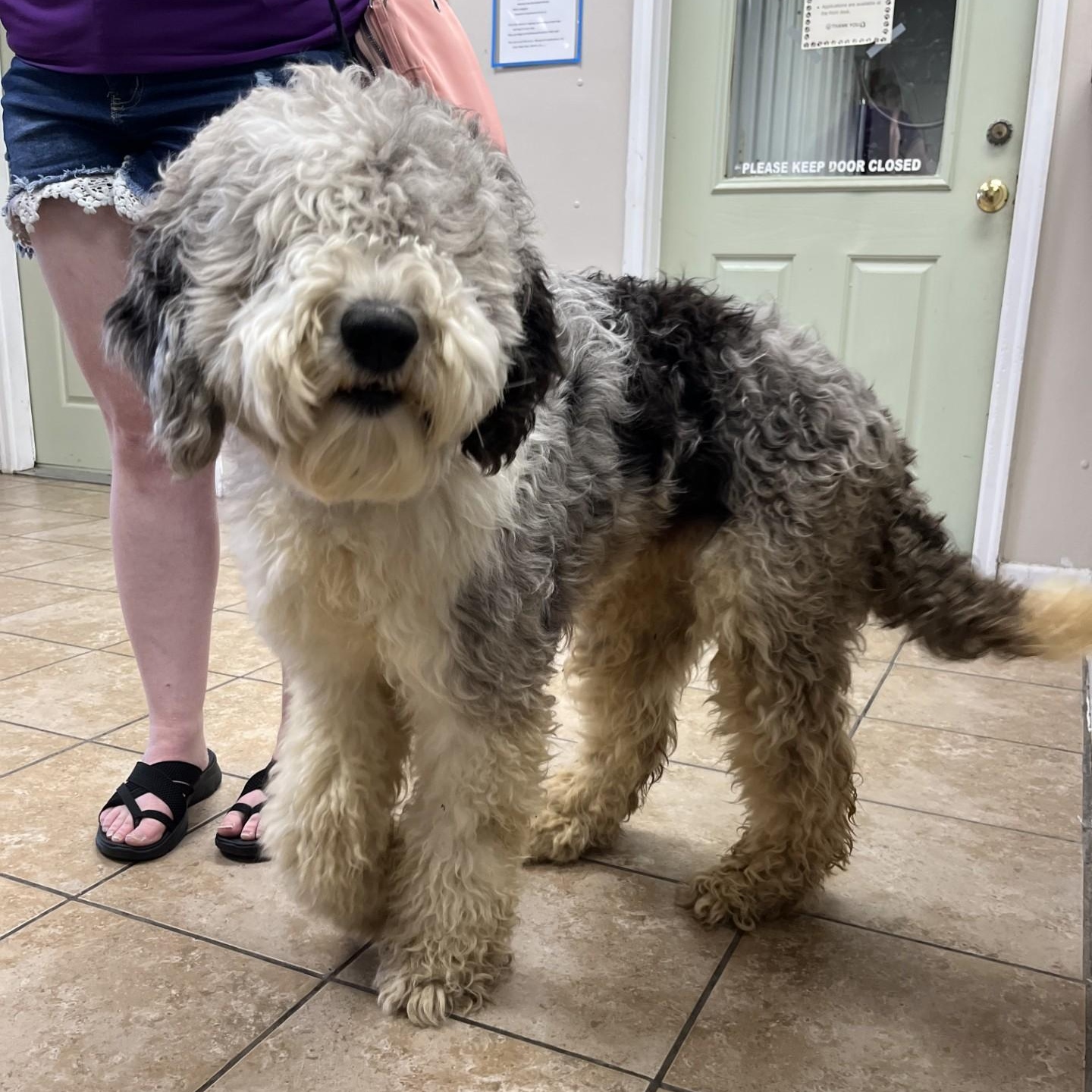 Wally, an adopted Sheepadoodle in Farmington, MO image 3/4