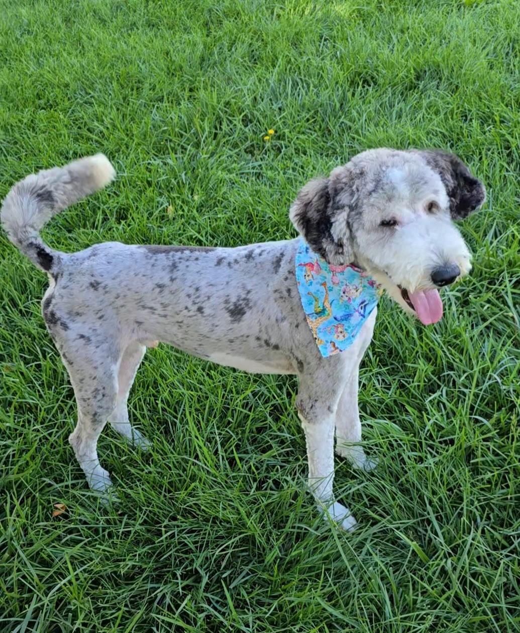 Wally, an adopted Sheepadoodle in Farmington, MO image 2/4