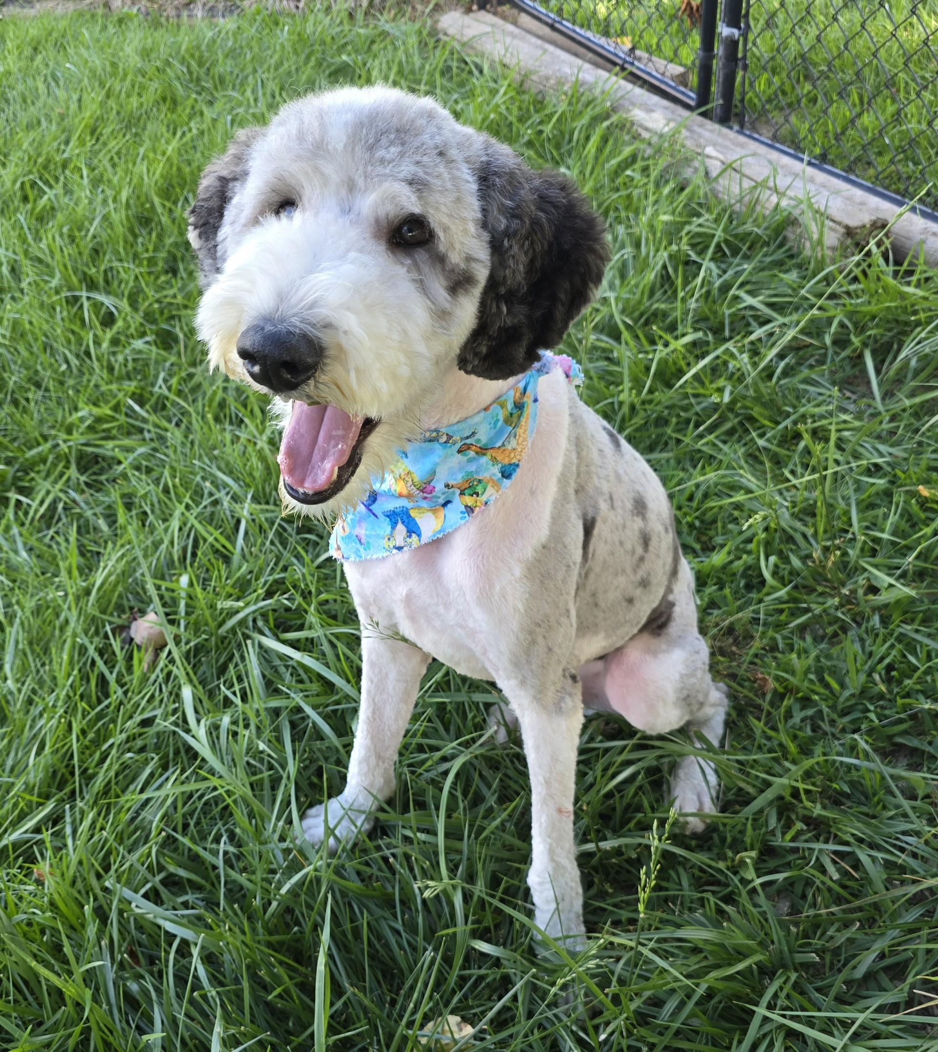 Wally, adopted, Young Male Sheepadoodle.