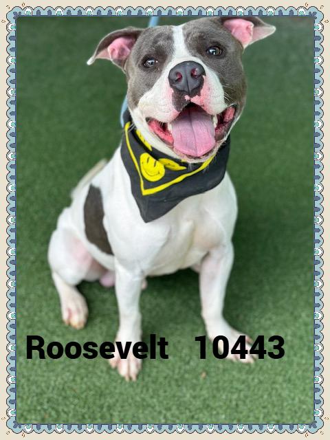 ROOSEVELT