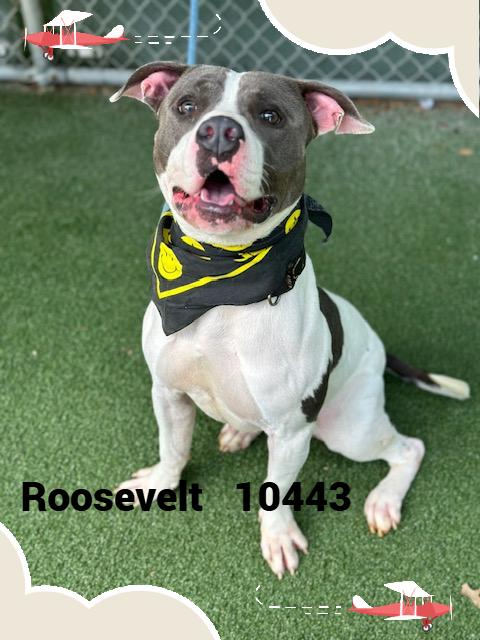 ROOSEVELT