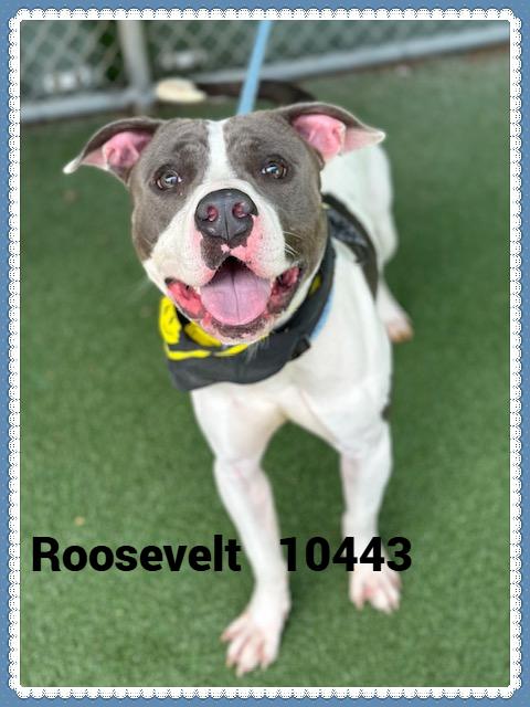 ROOSEVELT