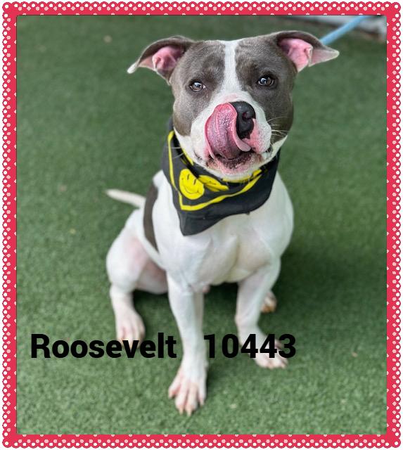 ROOSEVELT
